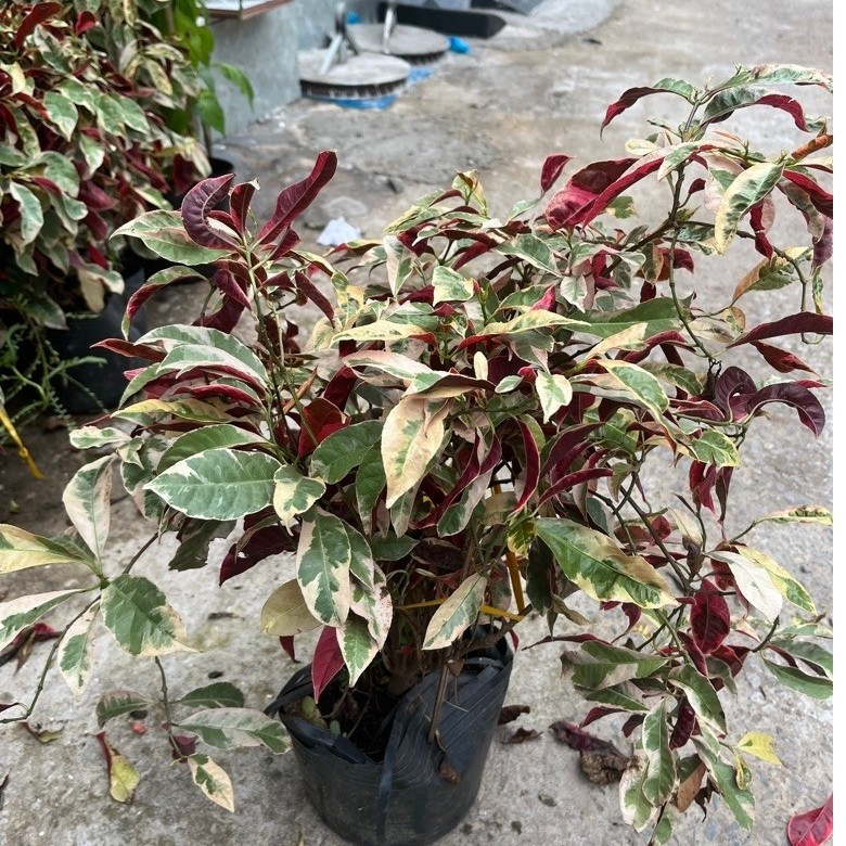 vn-11134201-81ztc-mtm9xs2kqxhe23