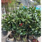 vn-11134201-81ztc-mtmahseop8n941