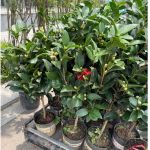 vn-11134201-81ztc-mtmahshuwnba75