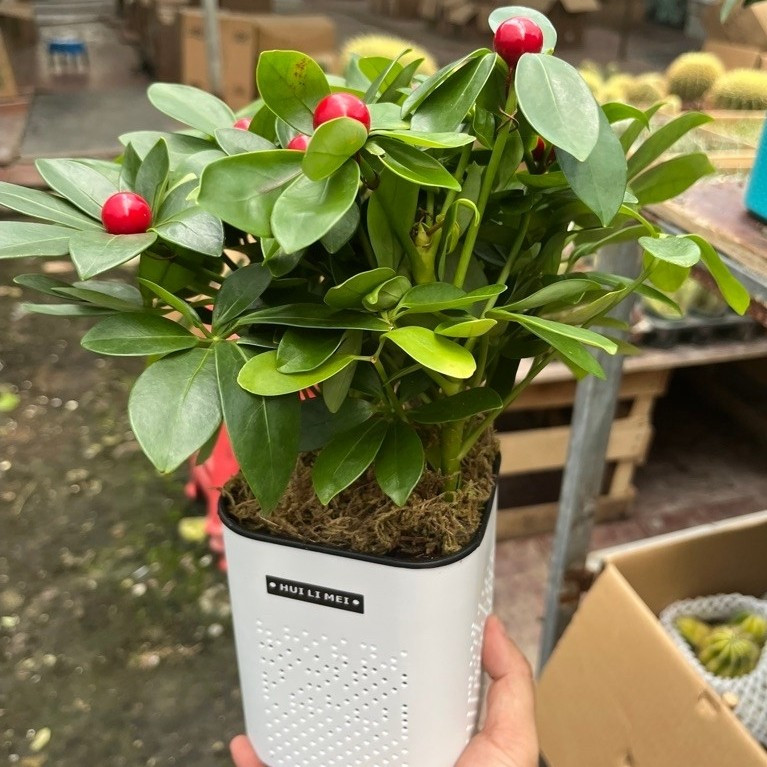 vn-11134201-81ztc-mtn9ie2vnnyg50