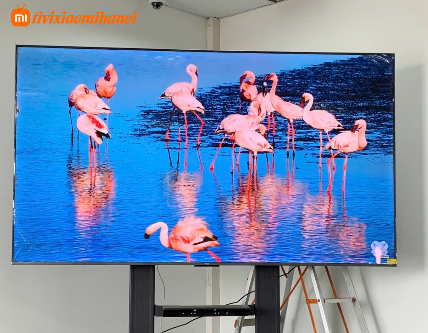 Tivi Xiaomi Redmi Max 100 inch