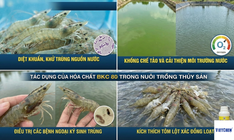 tac-dung-cua-hoa-chat-bkc-80-trong-nuoi-trong-thuy-san