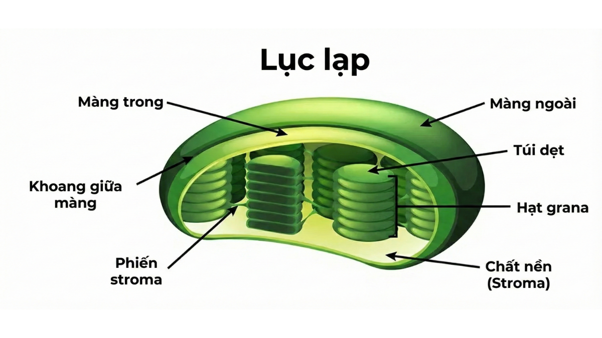 cau-truc-chi-tiet-cua-luc-lap