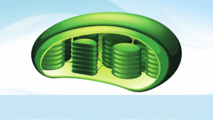 Lục Lạp Là Gì? Cấu Tạo, Chức Năng Và So Sánh Chi Tiết