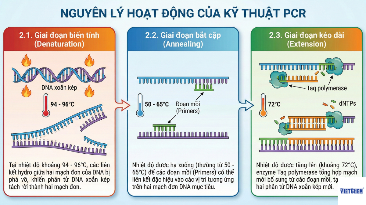 nguyen-ly-hoat-dong-cua-ky-thuat-pcr