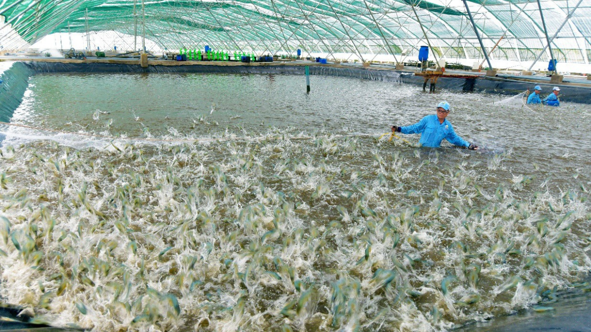 nuoi-tom-tham-canh-la-gi