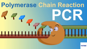 Pcr Là Gì? Tổng Quan Kỹ Thuật & Ứng Dụng Từ Chuyên Gia Vietchem